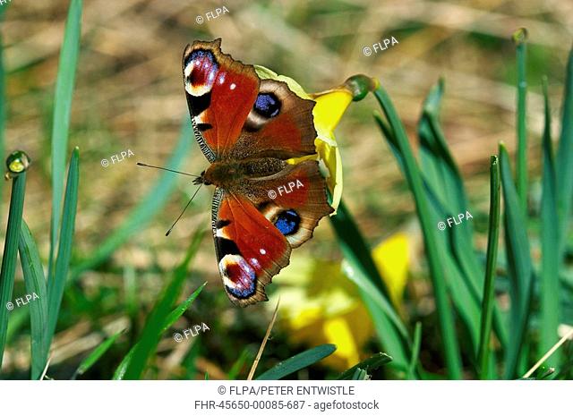 Peacock Butterfly Inachis io adult, feeding on Wild Daffodil Narcissus pseudonarcissus in garden, England, summer