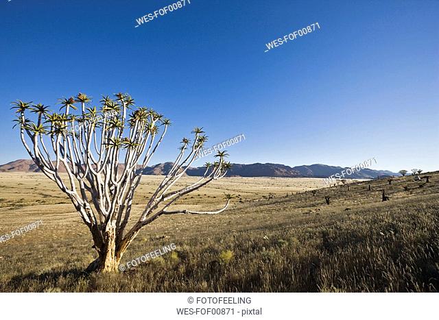 Africa, Namibia, Tubular tree Aloe dichotoma