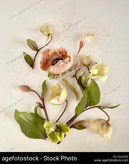delicate hellebore and anenome flowers arranged artfully on a white surface