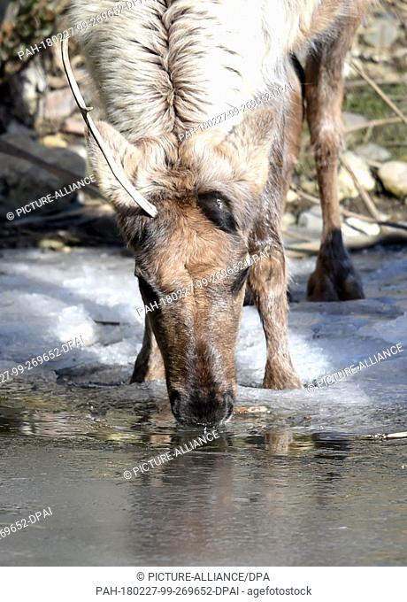 27 Febuary 2018, Germany, Gelsenkirchen: A reindeer slowly approaches the water by walking on ice during temperatures of minus five degrees Celsius in the Zoom...