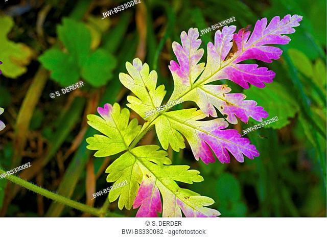 Herb Robert, Red Robin, Death come quickly, Robert Geranium (Geranium robertianum, Robertiella robertiana), leaf in autumn, Switzerland, Valais, Oberwallis