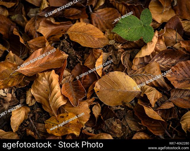 Detail of some fallen leaves in autumn in Santa Fe de Montseny (Barcelona province, Catalonia, Spain)