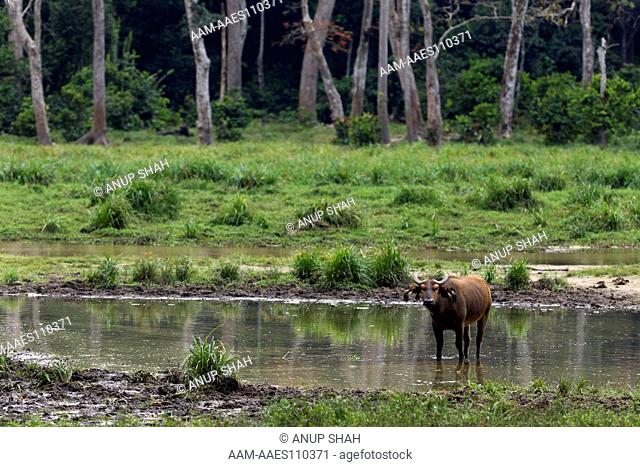 Forest buffalo standing in a river running through a Bai (Syncerus caffer nanus). Bai Hokou, Dzanga Sangha Special Dense Forest Reserve