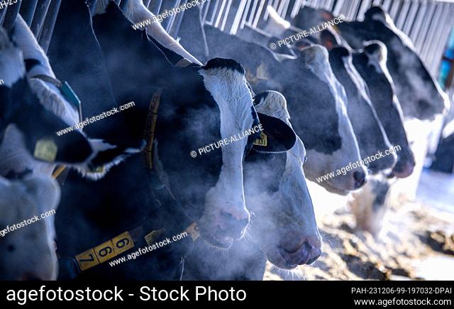 PRODUCTION - 22 November 2023, Mecklenburg-Western Pomerania, Zepelin: Dairy cows eat in the morning in the barn on the Horster Hof farm