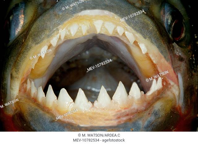 Red / Red-Bellied Piranha - mouth wide open showing teeth (Serrasalmus nattereri)