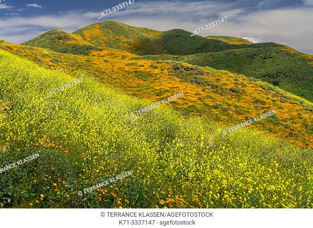California Poppies in Walker Canyon, Lake Elsinore, Superbloom of 2019, Riverside, California, USA