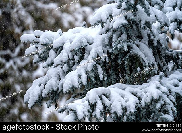 Pine tree covered with winter snow
