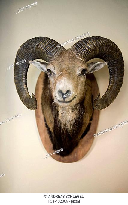 Stuffed head of a Bighorn Sheep
