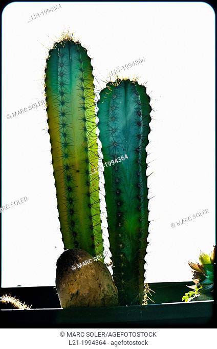 Two cactus. White background