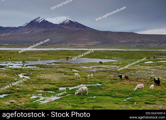 Alpacas Vicugna pacos grazing in a meadow. Cotacotani Lakes. Lauca National Park. Arica y Parinacota Region. Chile