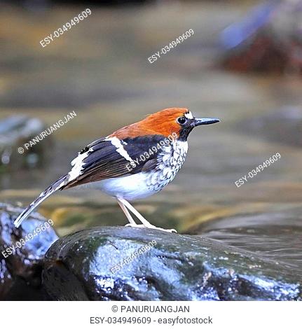 Colorful female Chestnut-naped Forktail bird (Enicurus schistaceus), standing on the rock, side profile