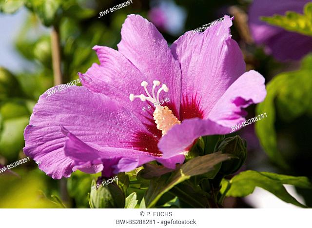 shrubby althaea, rose-of-Sharon (Hibiscus syriacus), flower, Germany