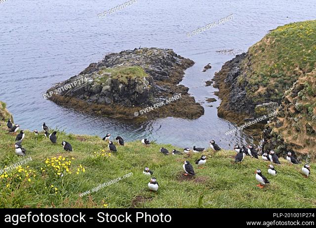Atlantic puffins (Fratercula arctica) nesting in old rabbit holes on slope of sea cliff in seabird colony in the rain in summer, Iceland