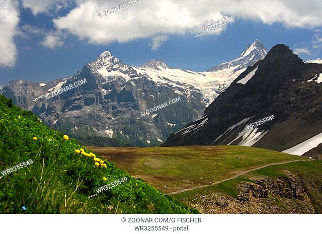 Schweizer Alpenkette mit Scheideggwetterhorn, Wetterhorn, Mittelhorn und Schreckhorn v.l.n.r. bei Grindelwald, Berner Oberland