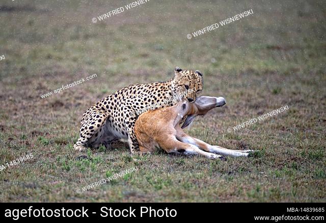 Cheetah (Acinonyx jubatus) with captured eland calf in the rain, Maasai Mara Game Reserve, Kenya