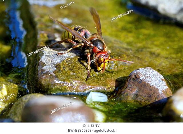 hornet, brown hornet, European hornet (Vespa crabro), drinks water from a creek, Germany
