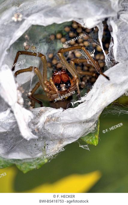 European sac spider (Cheiracanthium punctorium), at its cocoon with spiderlings, Germany