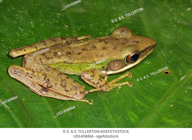 Dark-eared Tree Frog, Polypedates macrotus, Danum Valley, Sabah, Borneo, Malaysia