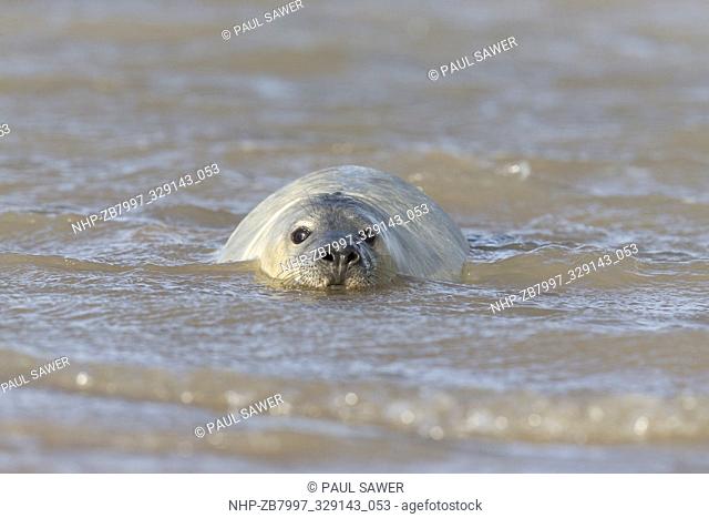 Grey Seal (Halichoerus grypus) whitecoat pup, swimming, Horsey, Norfolk, England, December