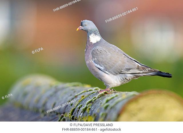 An adult woodpigeon (Columba palumbus) standing on the ridge tiles of a mossy roof in Sowerby, North Yorkshire. January