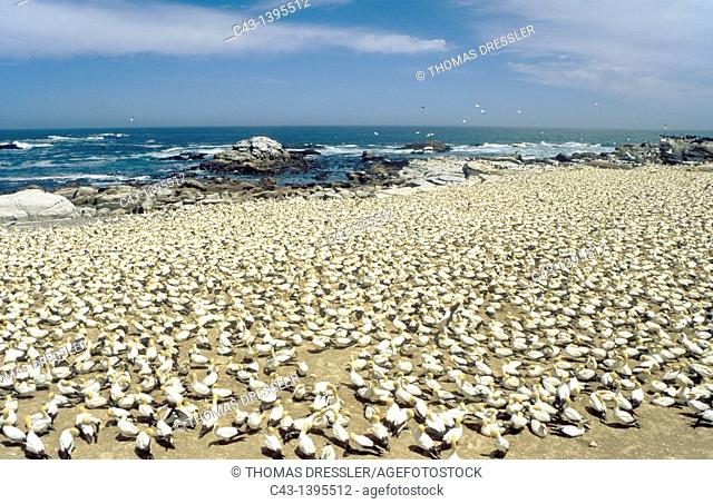 Cape Gannet Morus capensis - Colony at the Bird Island of Lambert's Bay at the Atlantic Ocean, South Africa