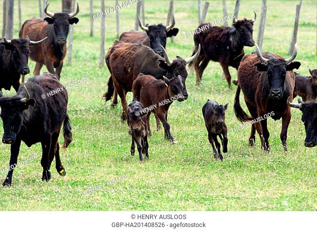 France, Camargue, cattle, Calves, Bos taurus, Running