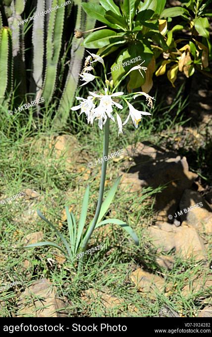 Canary Sea Daffodil (Pancratium canariense) is a bulbous herb endemic to Canary Islands. Flowering plant