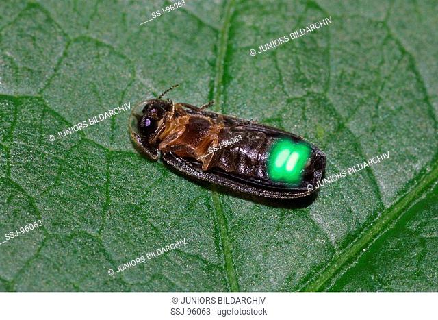 glowworm fireflight lightning bugs / Lampyridae