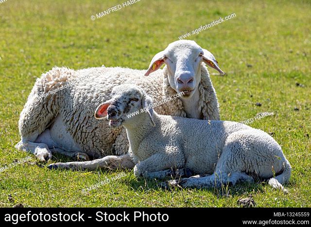 Sheep and lamb, near Pilsum lighthouse, Pilsum, Krummhörn, East Frisia, Lower Saxony