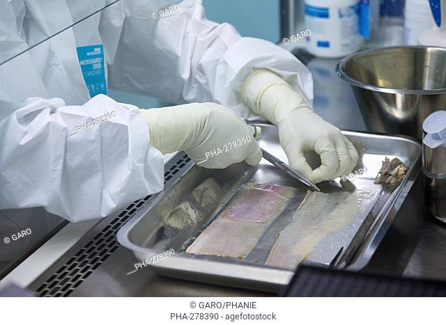 Preparation of a skin donation in a cleanroom before preservation, cell and Tissue Unit of CTSA in Clamart, France