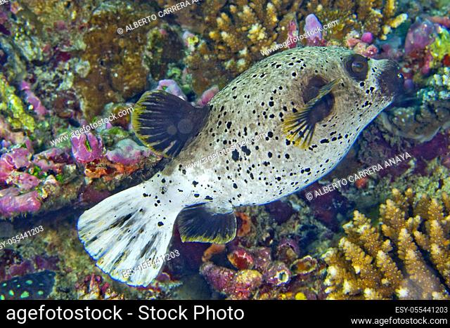 Black-spotted Pufferfish, Arothron nigropunctatus, Coral Reef, South Ari Atoll, Maldives, Indian Ocean, Asia
