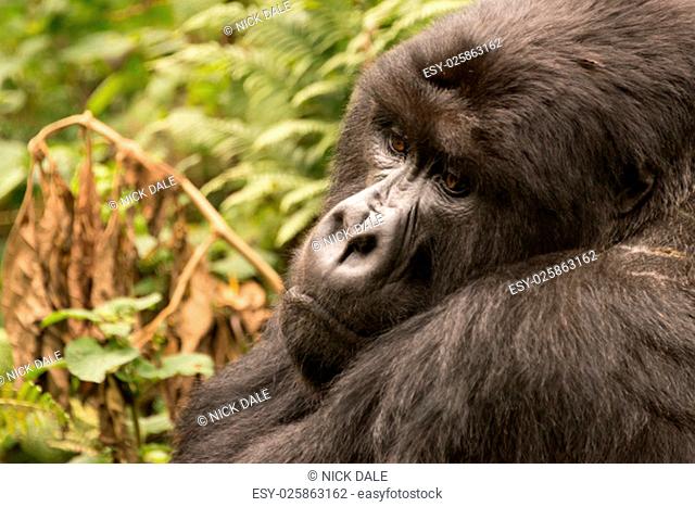 A gorilla sitting in the forest of the Parc National des Volcans in Rwanda looks down sadly. Behind the head, arm and chest of the gorilla are blurred ferns