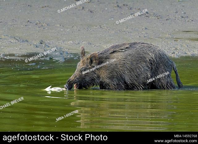 Wild boar (Sus scrofa) eats a fish in a slowly drying pond, sow, May, summer, Hesse, Germany, Europe