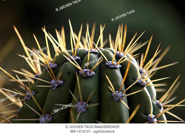Sharp thorns of a saguaro cactus (Carnegiea gigantea)
