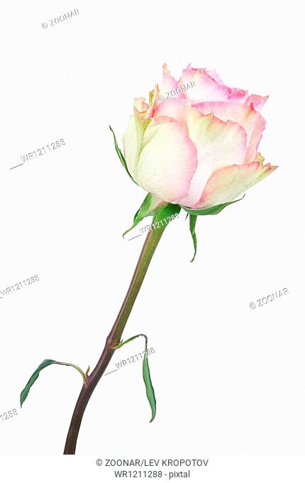 Beautiful multicolored rose
