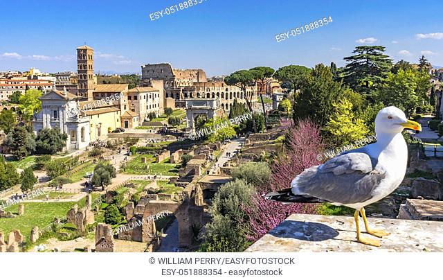 Seagull Ancient Forum Titus Arch Roman Colosseum Rome Italy Colosseum built in 72 AD. Titus Arch built 81AD