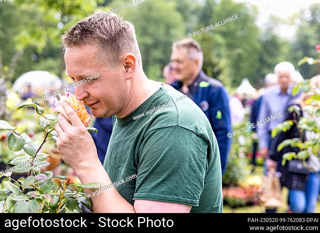 20 May 2023, Brandenburg, Cottbus: A gardener enjoys the scent of a rose on sale at his stall. The historic castle nursery in Branitz Park invites visitors to...