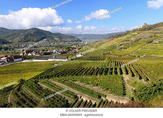 View of the vineyard Ried Höhereck on Dürnstein, castle ruin Dürnstein and on the Danube, Austria, Lower Austria, Wachau, Dürnstein