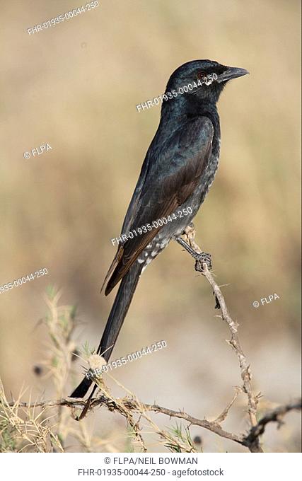 Black Drongo Dicrurus macrocercus immature, perched on shrub, Gujarat, India, november