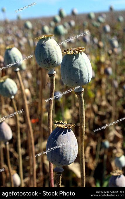 Opium poppy (Papaver somniferum) field in Ricany near Prague, Czech Republic, June 28, 2020. (CTK Photo/Milos Ruml)