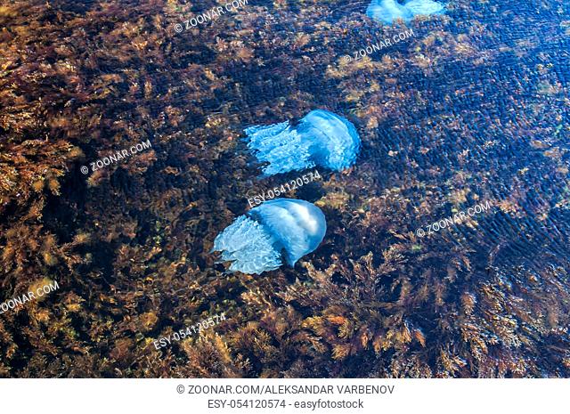 Blue blubber jellyfish among algae in the shallows of rocky sea bay waters closeup from above view