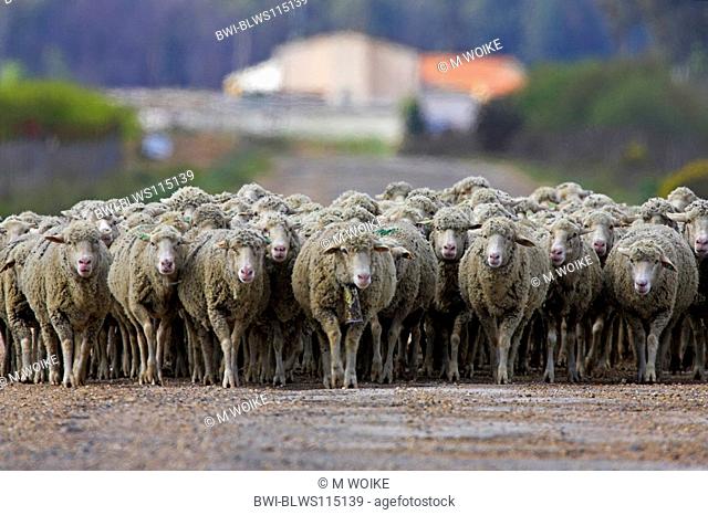 Merino land sheep Ovis ammon f. aries, merino flock of sheep, Spain, Extremadura