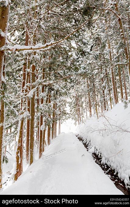 winter Landscape of Pine Forest at yudanaka Nagano Chubu Japan