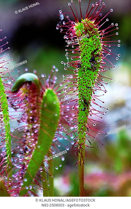 Great sundew or English sundew Drosera anglica in moorland. Drosera anglica is the largest occurring sundew in Europe - Bavaria/Germany