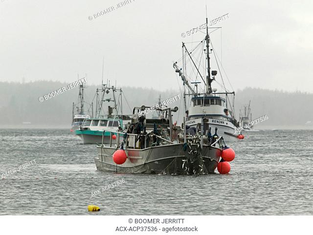 The annual herring fishery attracts a flotilla of fishing vessels all competing for a piece of the quota based fishery. Phibbs Point, Hornby Island