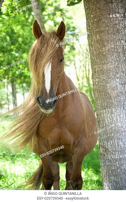 long hairhorse
