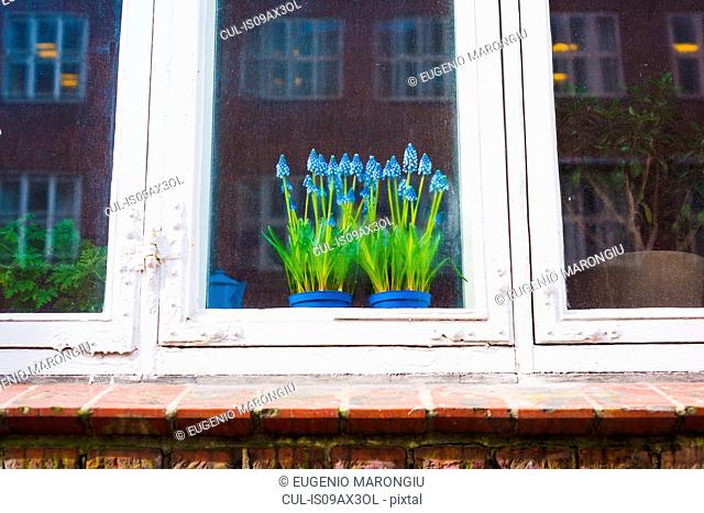 Detail of blue flowering plants in house window, Copenhagen, Denmark