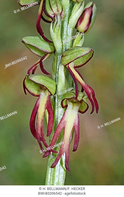 Man orchid (Aceras anthropophorum, Orchis anthropophora), detail of an inflorescence, Germany