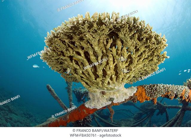 hard coral on structure of bio-rock, method of enhancing the growth of corals and aquatic organisms, Pemuteran project, Bali Island, Indonesia