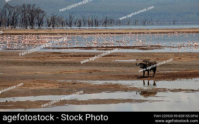 FILED - 20 August 2022, Kenya, Nakuru: A buffalo stands in front of pink flamingos in Lake Nakuru National Park. The park is located about 150 kilometers from...